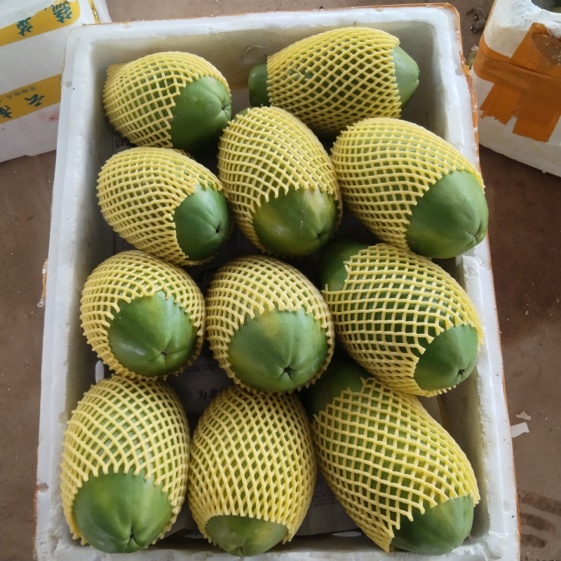 大青木瓜