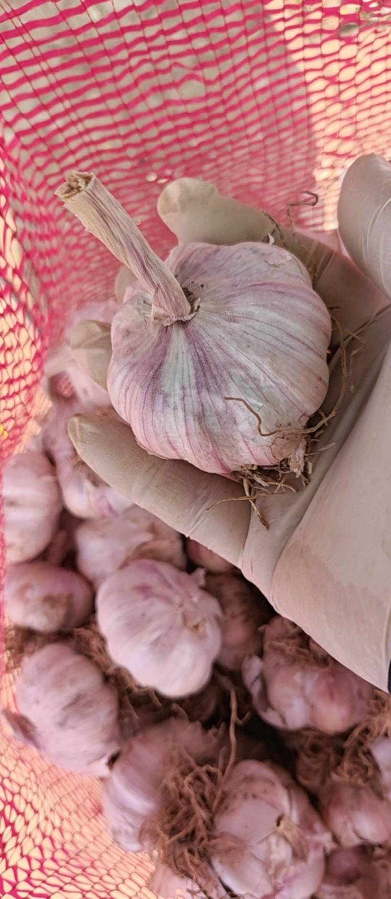 精品大蒜头