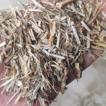 花生秧小草