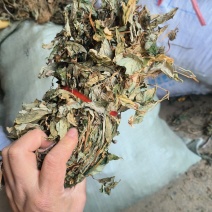 鱼腥草，扎把鱼腥草