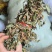 鱼腥草，扎把鱼腥草