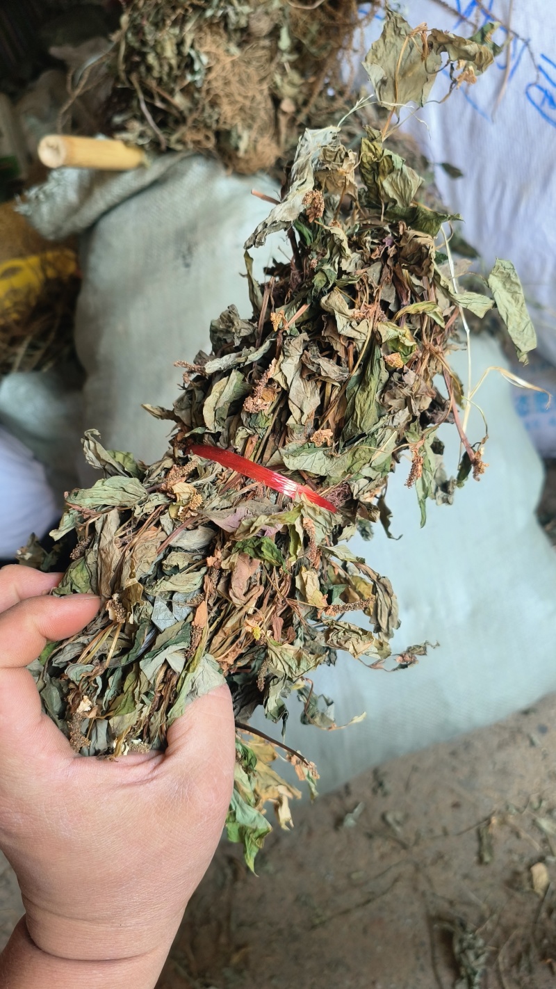 鱼腥草，扎把鱼腥草