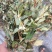 鱼腥草，扎把鱼腥草