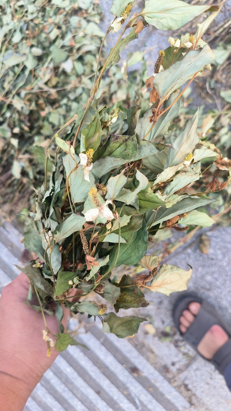 鱼腥草，扎把鱼腥草