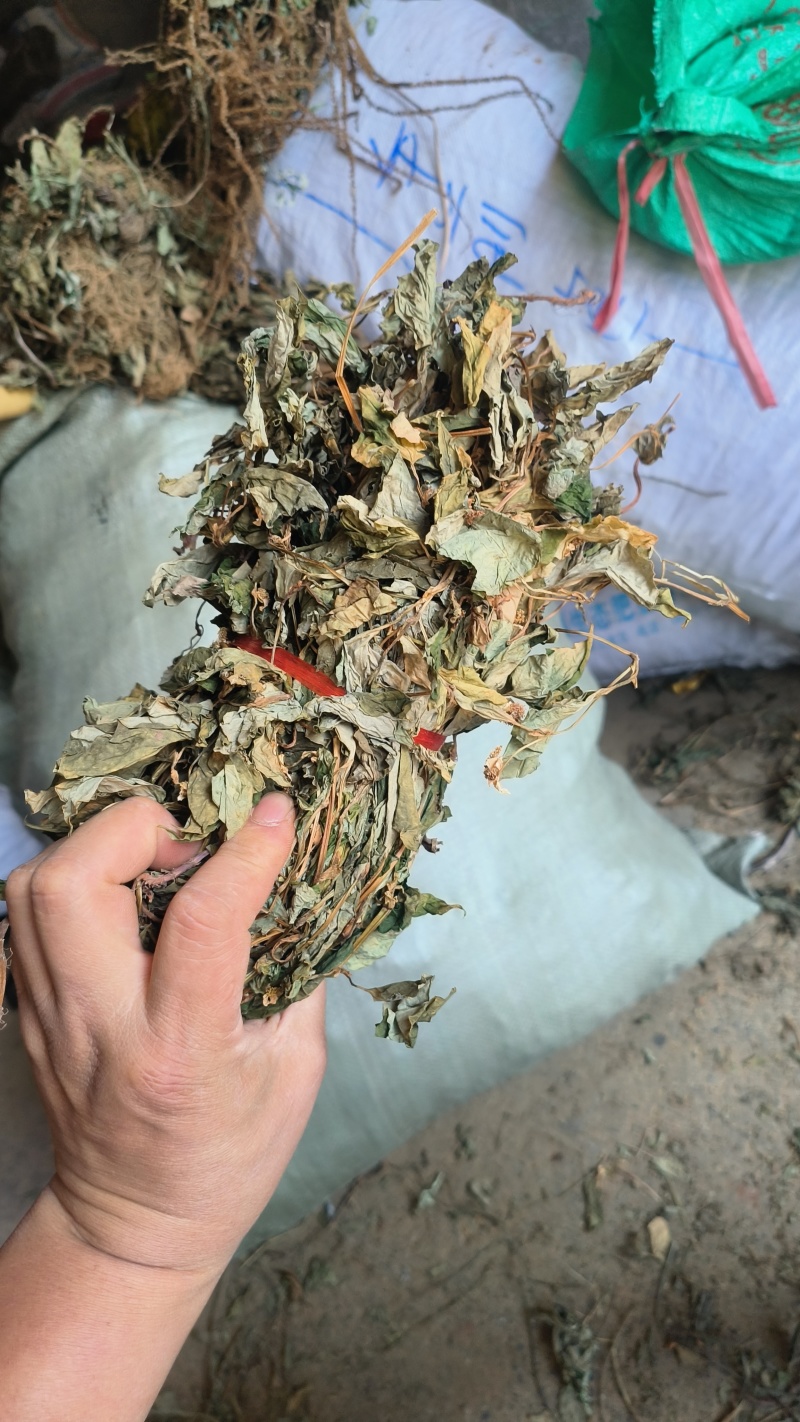 鱼腥草，扎把鱼腥草