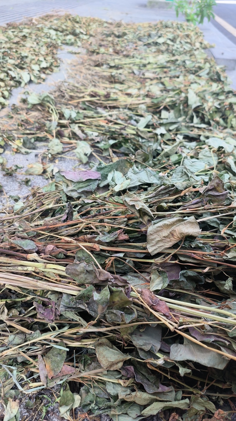 鱼腥草，扎把鱼腥草