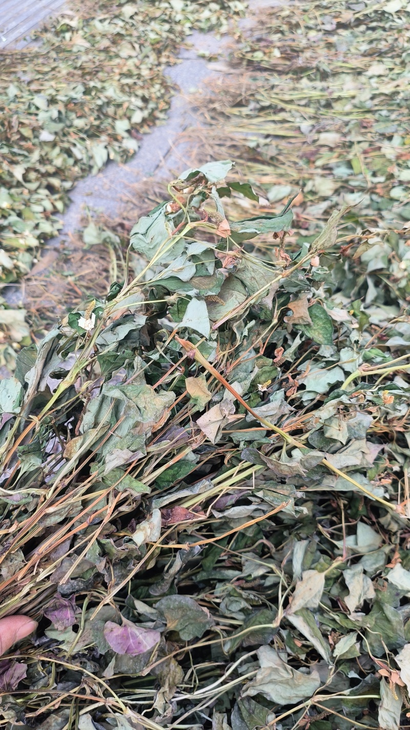 鱼腥草，扎把鱼腥草
