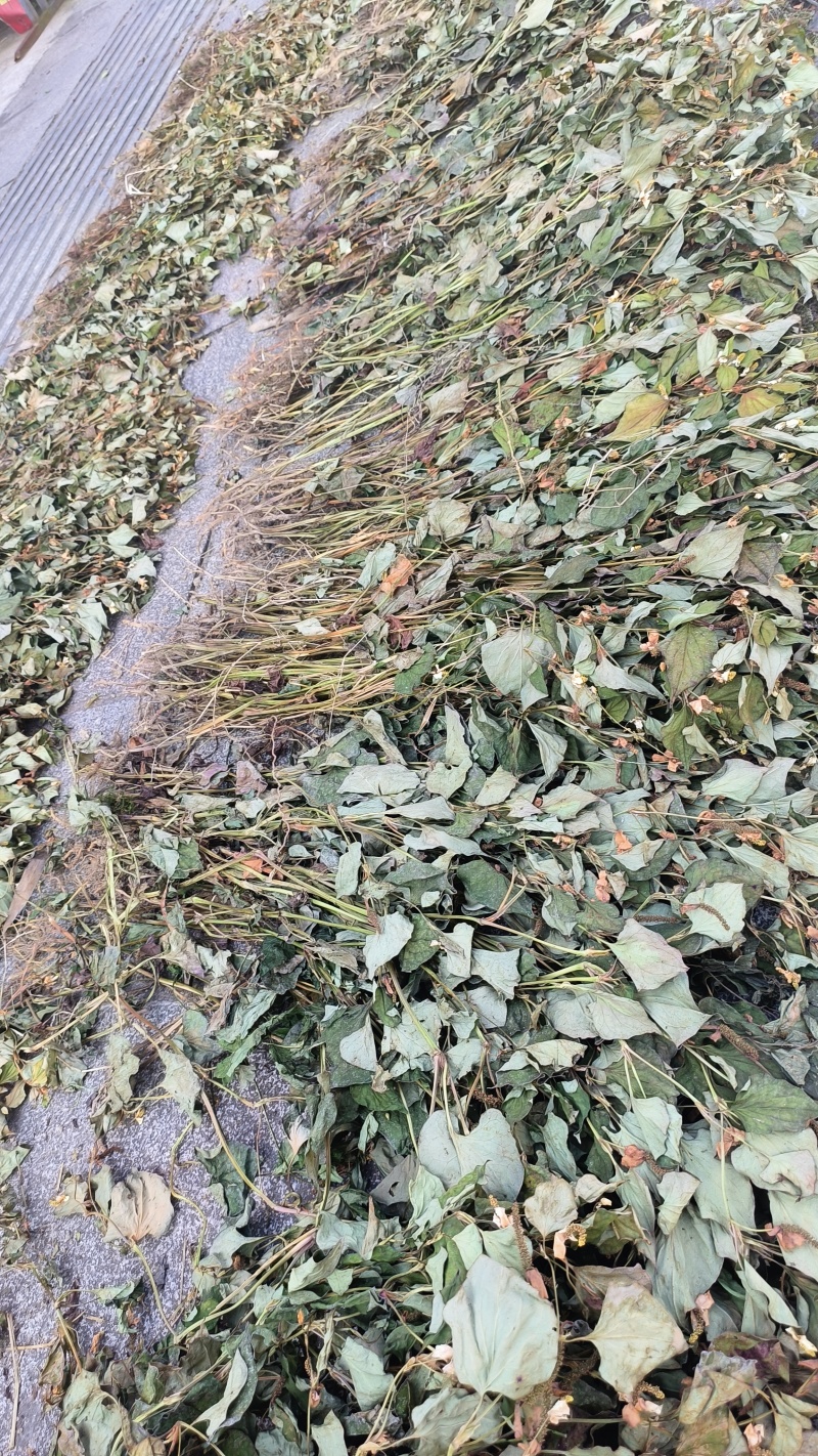 鱼腥草，扎把鱼腥草