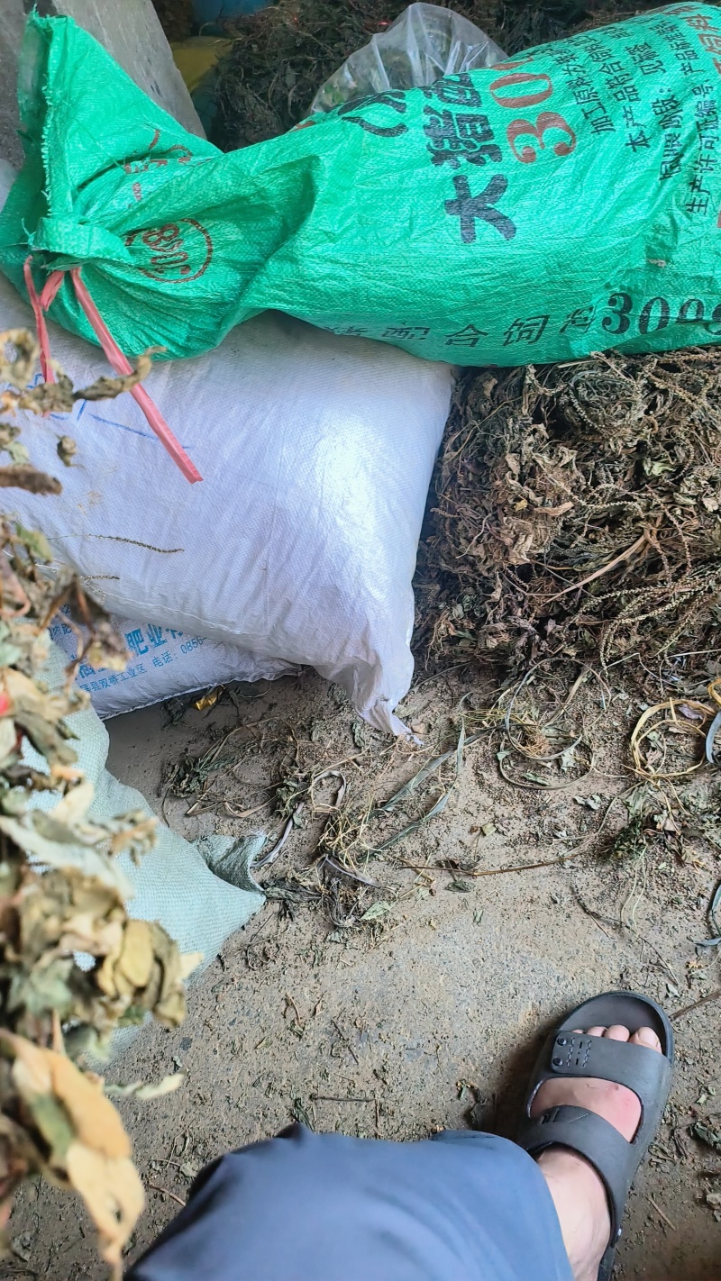 鱼腥草，扎把鱼腥草
