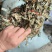 鱼腥草，扎把鱼腥草