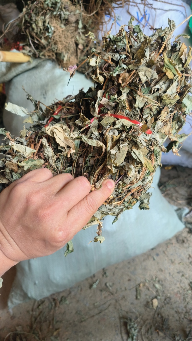 鱼腥草，扎把鱼腥草