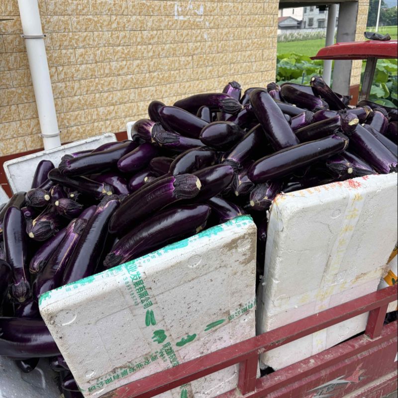 四川遂宁紫色茄子大量上市