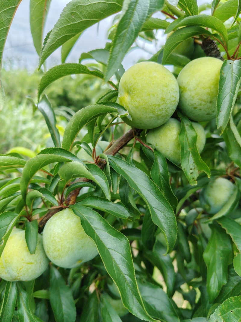 蜂糖李