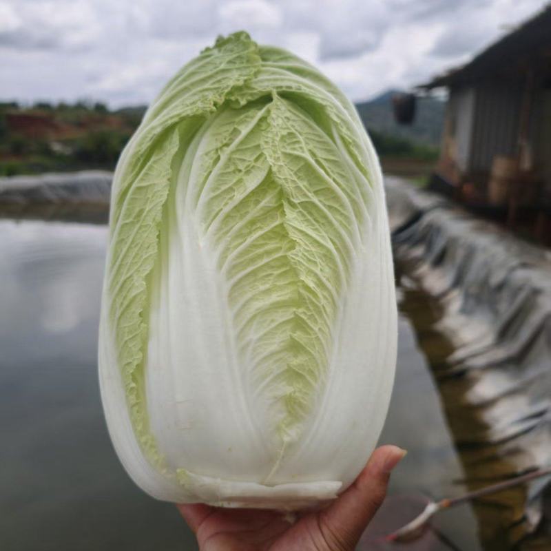 精品黄心大白菜
