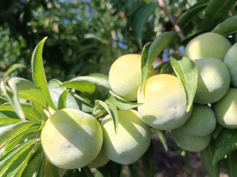 万州土李子大量上市需要的联系一手货源大量供应