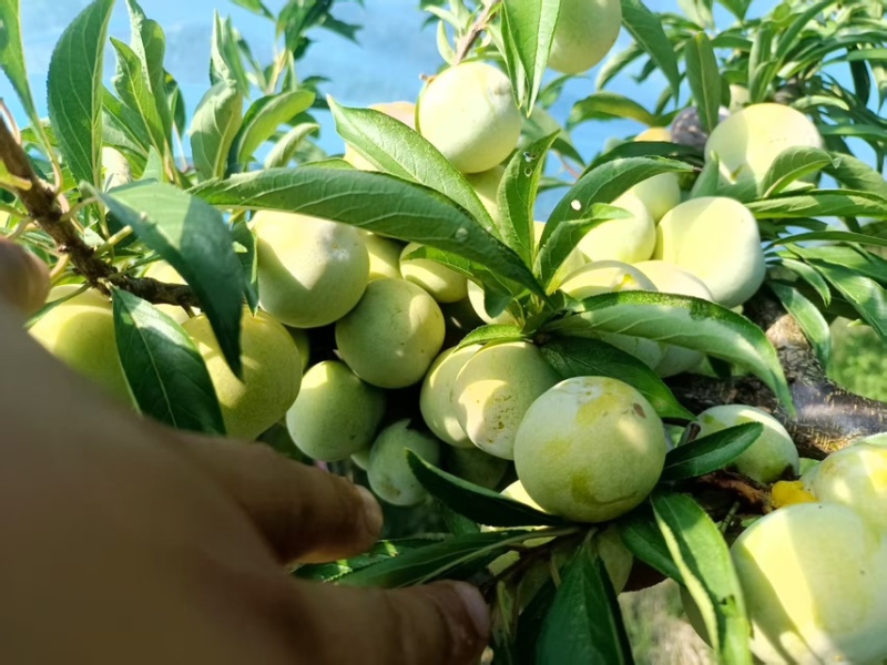 万州土李子大量上市需要的联系一手货源大量供应