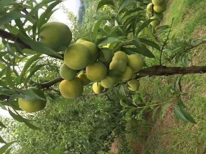 万州土李子大量上市需要的联系一手货源大量供应