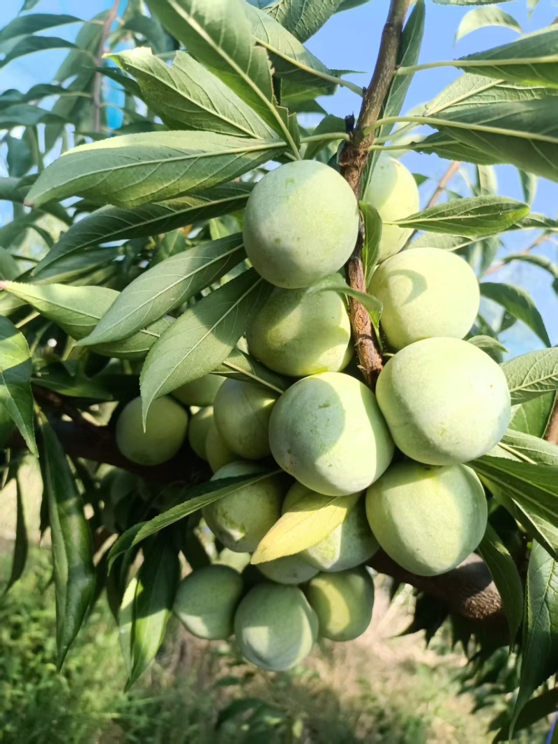 万州土李子大量上市需要的联系一手货源大量供应