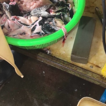 黑鱼下脚料