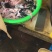 黑鱼下脚料