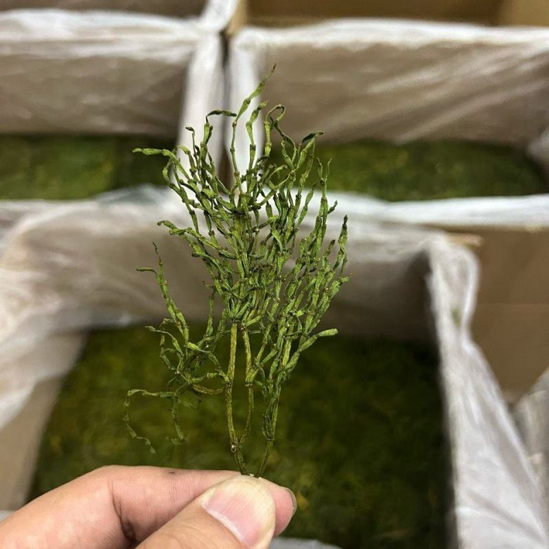 螃蟹脚茶‌是由寄生在古茶树上的槲寄生科植物