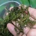 螃蟹脚茶‌是由寄生在古茶树上的槲寄生科植物
