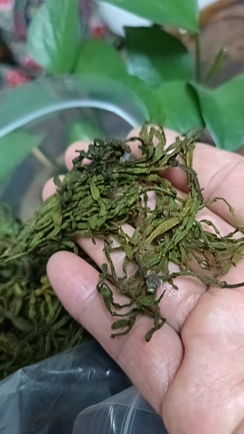 螃蟹脚茶‌是由寄生在古茶树上的槲寄生科植物