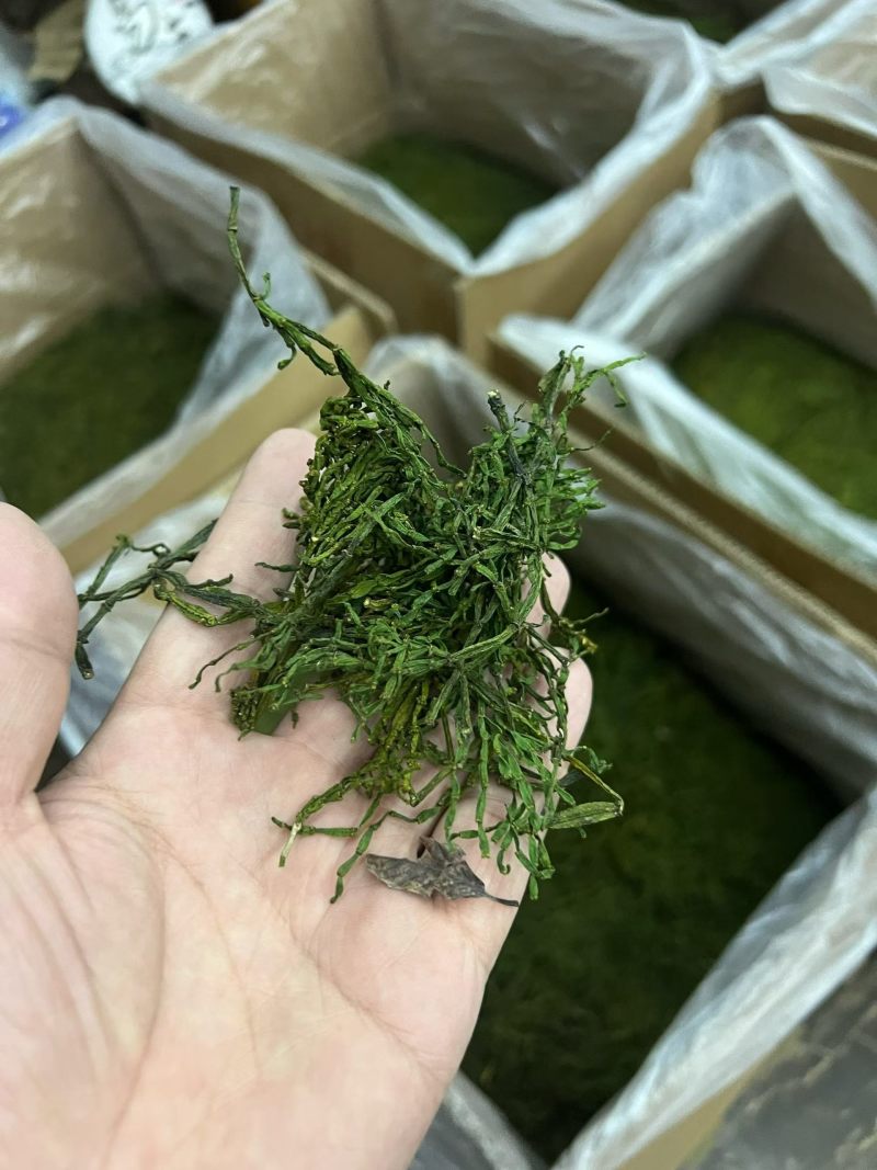 螃蟹脚茶‌是由寄生在古茶树上的槲寄生科植物
