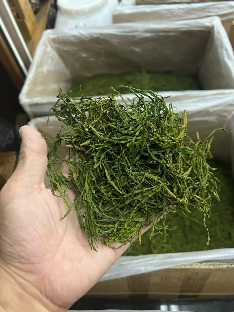 螃蟹脚茶‌是由寄生在古茶树上的槲寄生科植物