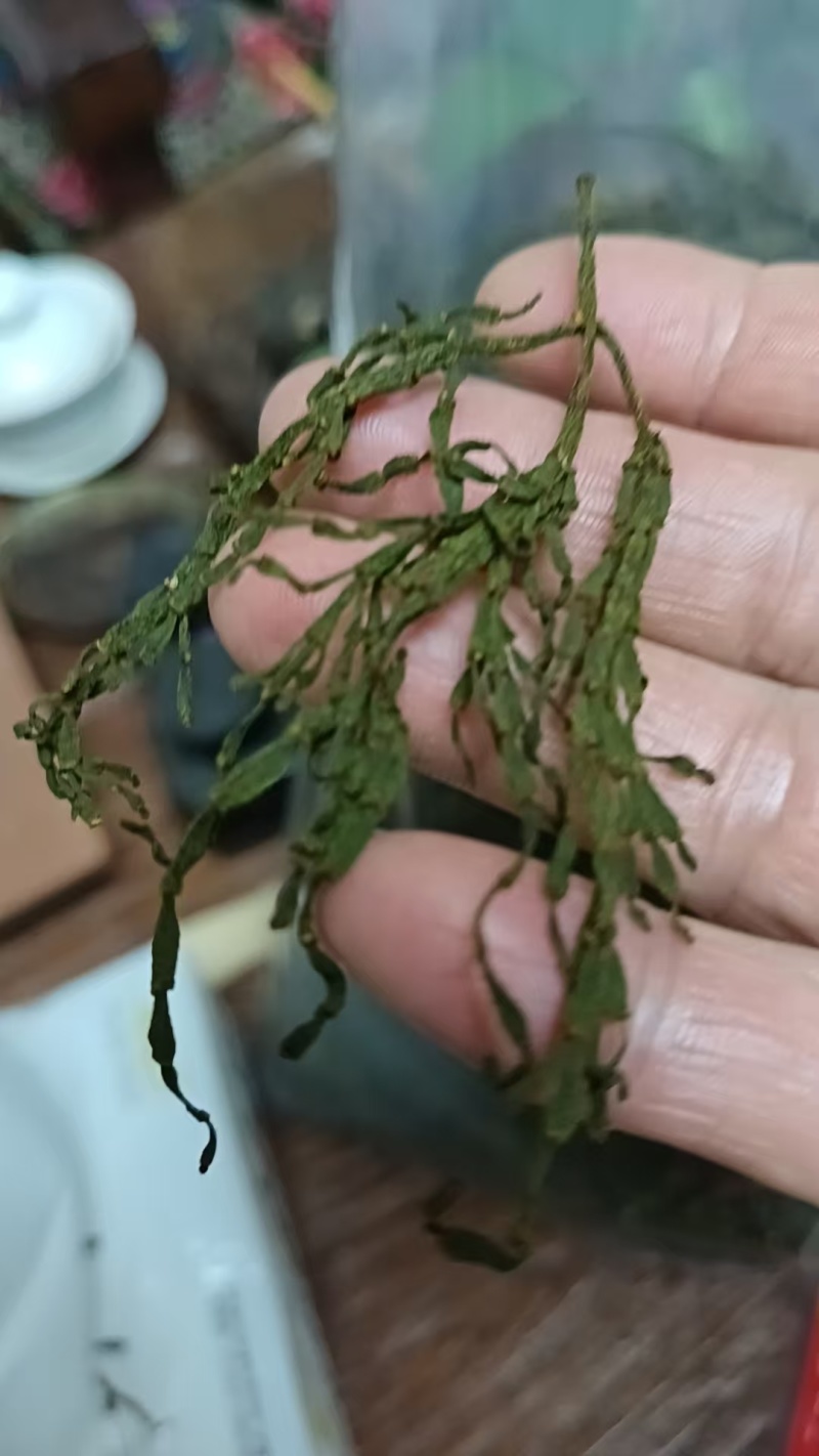 螃蟹脚茶‌是由寄生在古茶树上的槲寄生科植物