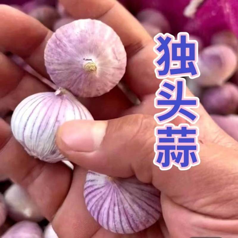独头蒜产地直发，规格多样，坏烂包赔，全国发货