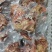 鸽子