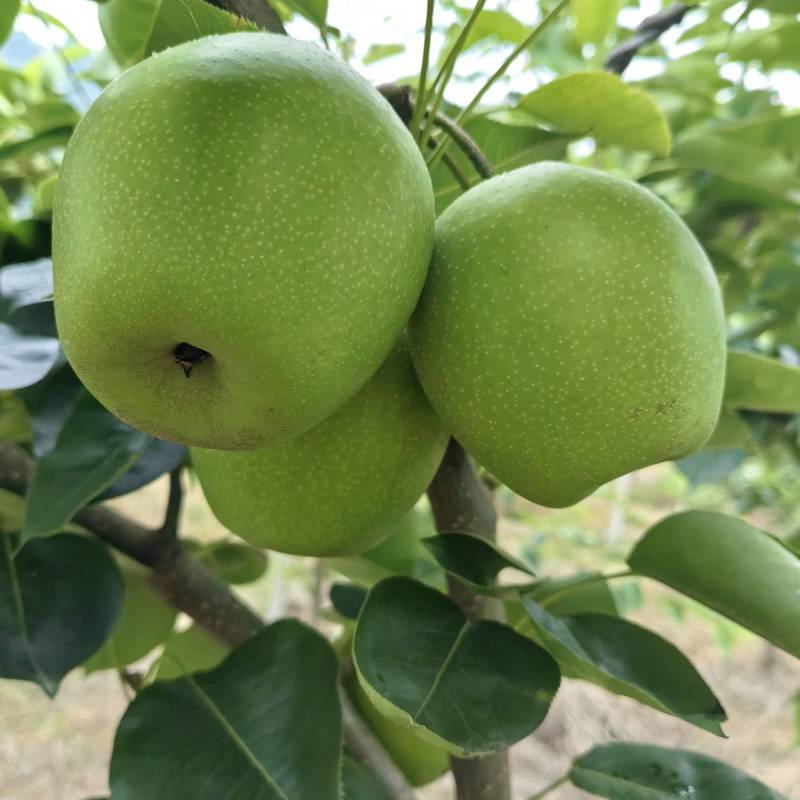 苏翠一号梨两万斤