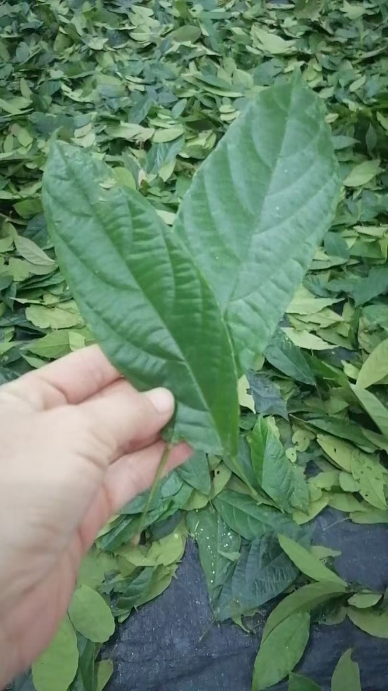 海南原产地鹧鸪茶有散装批发混批拿货一件代发量大价格可谈