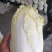娃娃菜大白菜