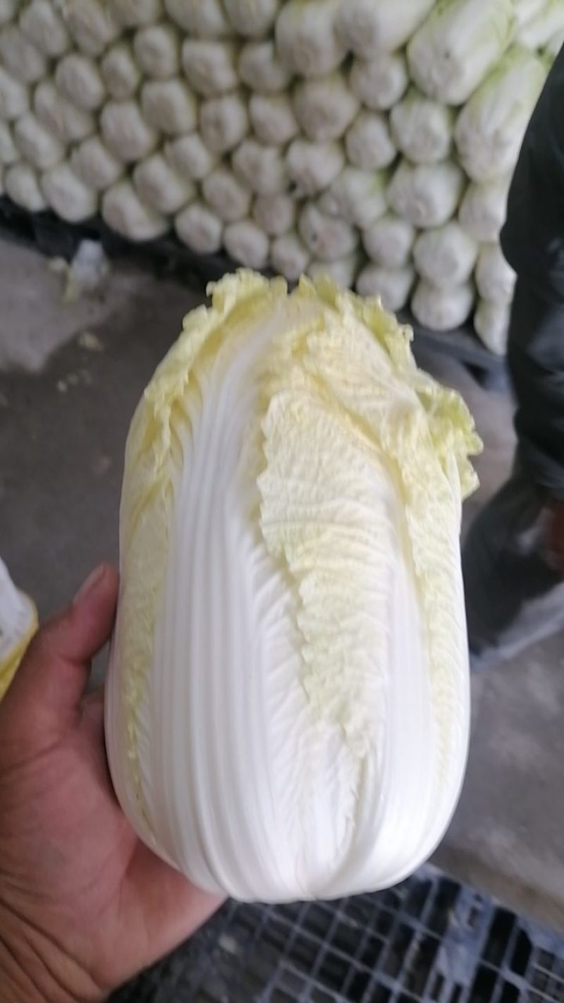 娃娃菜大白菜