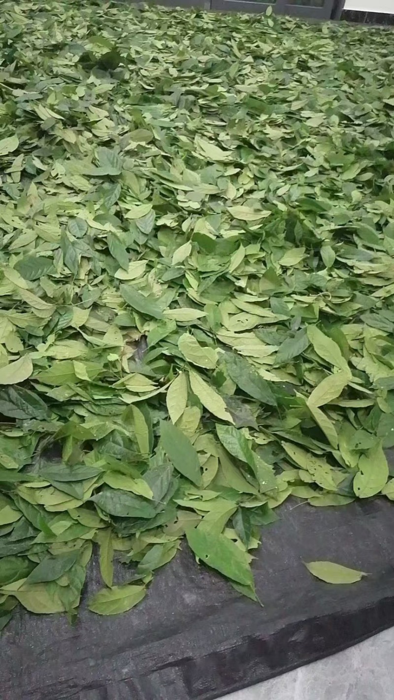 海南原产地鹧鸪茶有散装批发混批拿货一件代发量大价格可谈