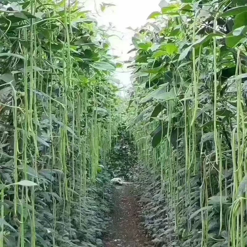 陕西西安长豆角露天豇豆，豆角品质好价格低量大