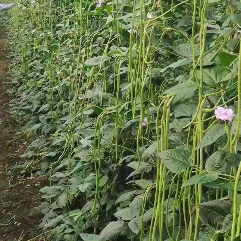 陕西西安长豆角露天豇豆，豆角品质好价格低量大