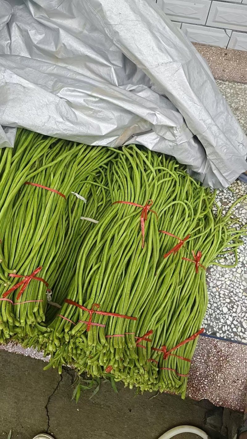 陕西西安长豆角露天豇豆，豆角品质好价格低量大