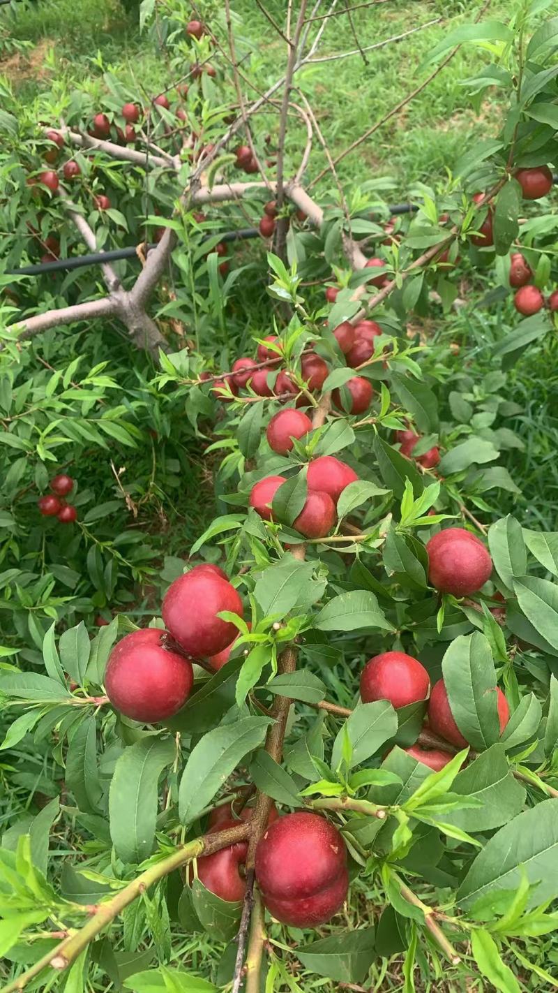 山东桃子新鲜上市，对接市场，档口，商超，电商，量大从优