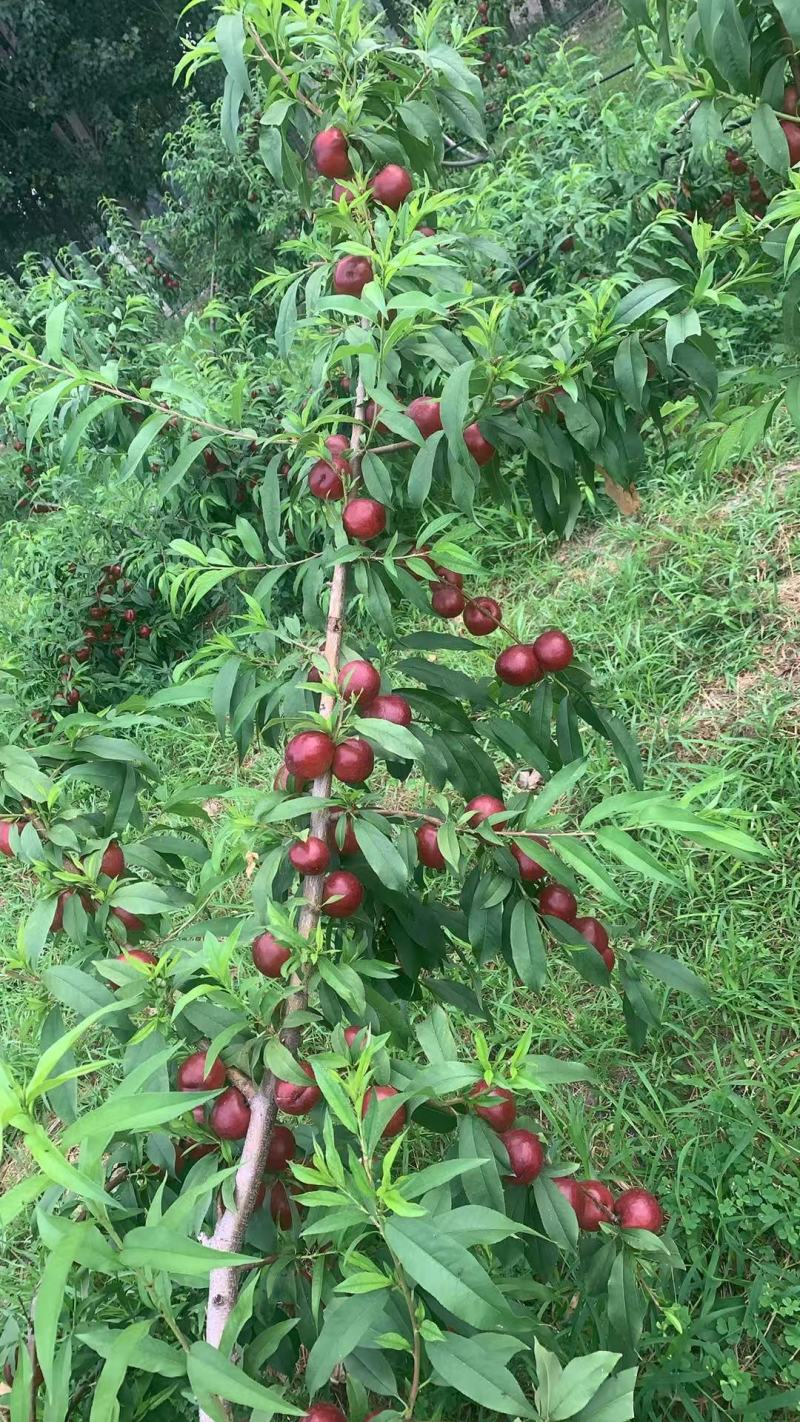山东桃子新鲜上市，对接市场，档口，商超，电商，量大从优