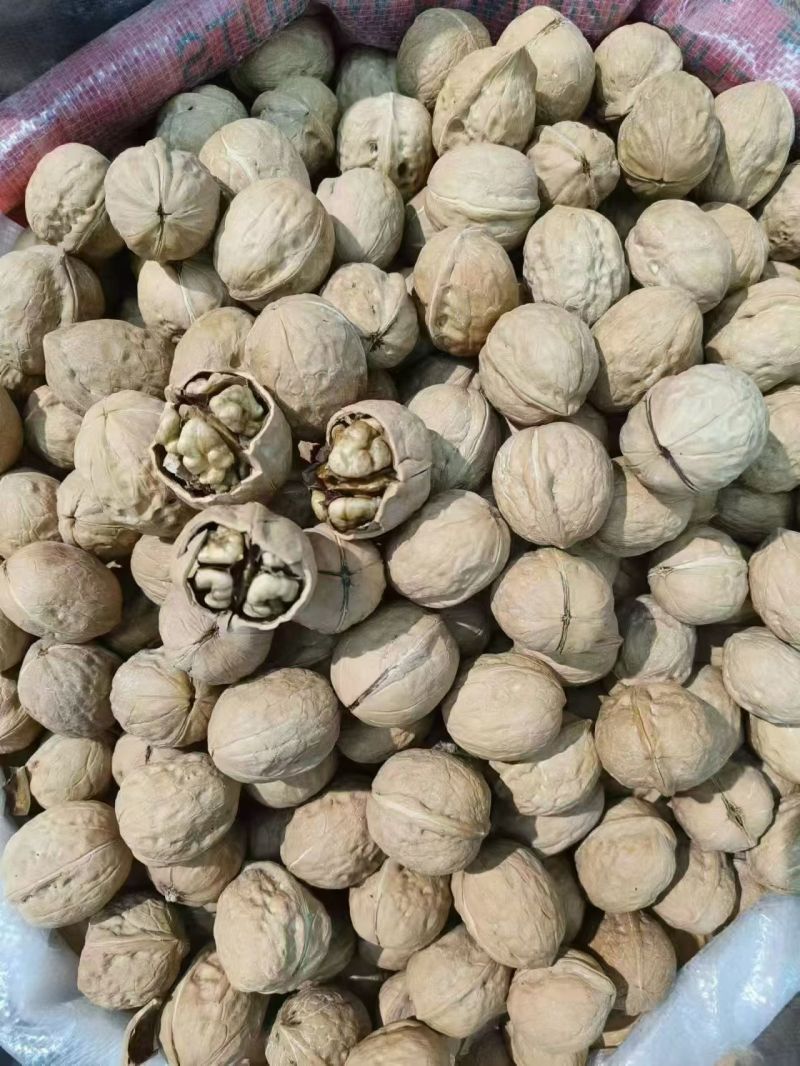 核桃大量现货，规格齐全，接一件代发。