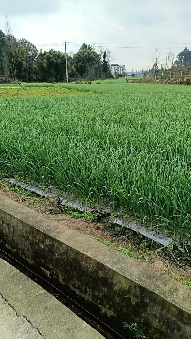 四川直硬软叶蒜种基地直发，需要的朋友欢迎来人来电定订货！