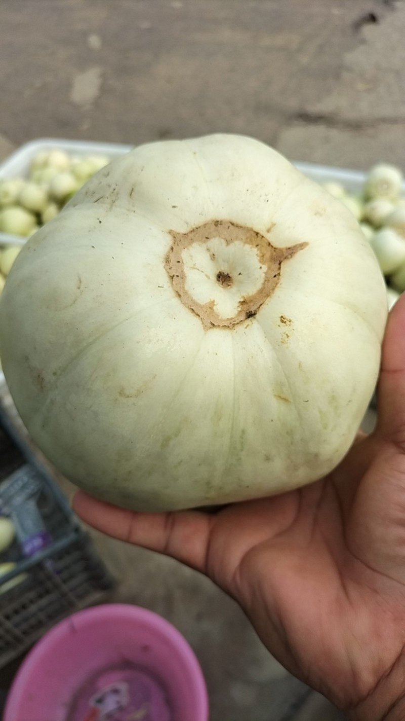 美浓甜瓜，皮薄，肉厚外型圆润，口感脆甜