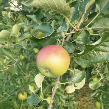 鲁丽，夏红苹果