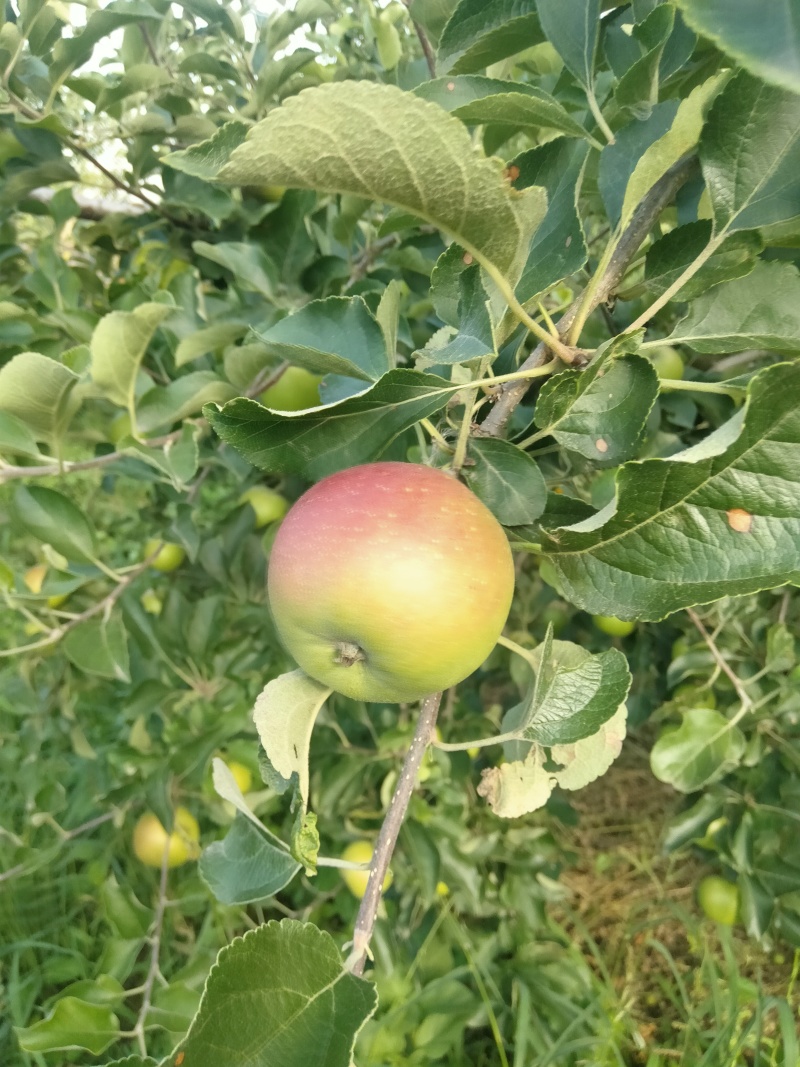 鲁丽，夏红苹果
