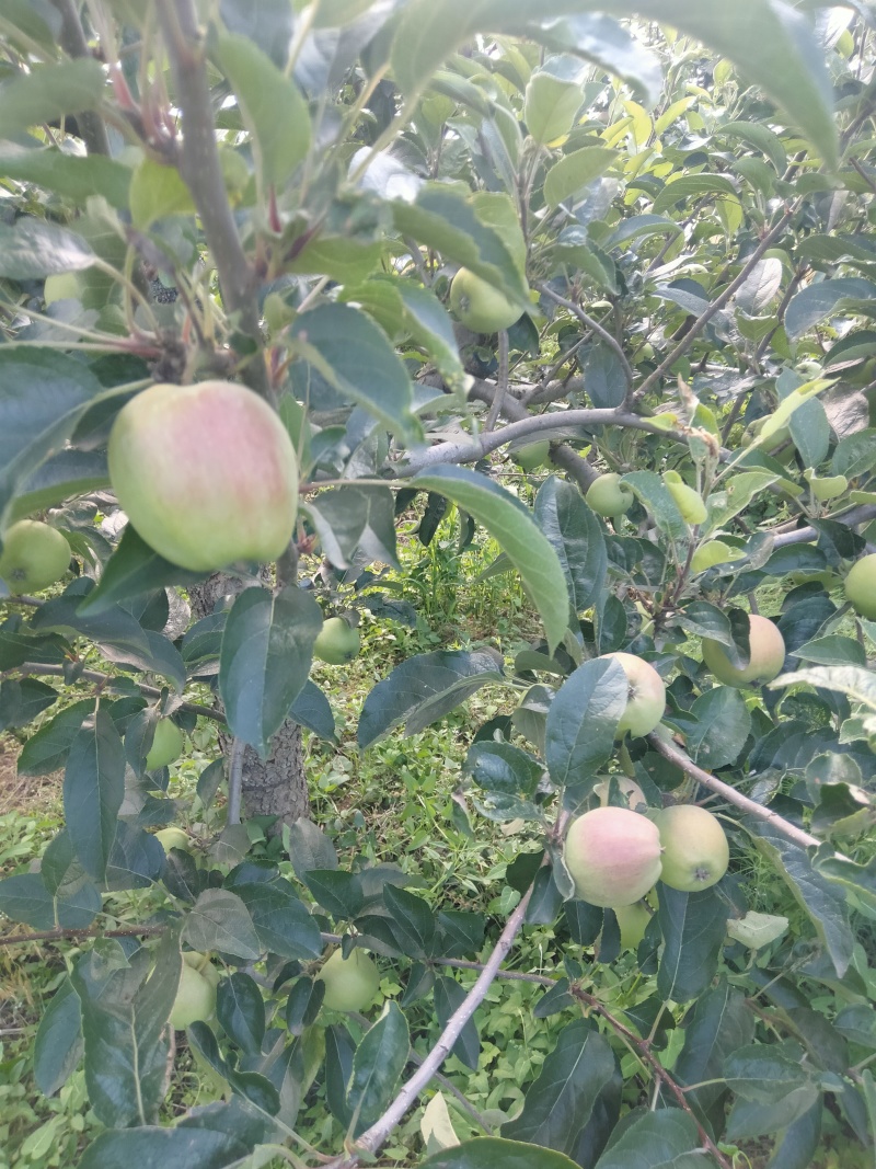鲁丽，夏红苹果