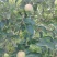 鲁丽，夏红苹果