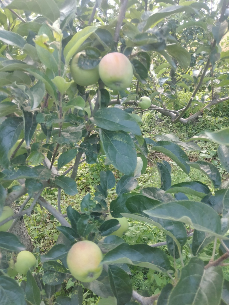 鲁丽，夏红苹果